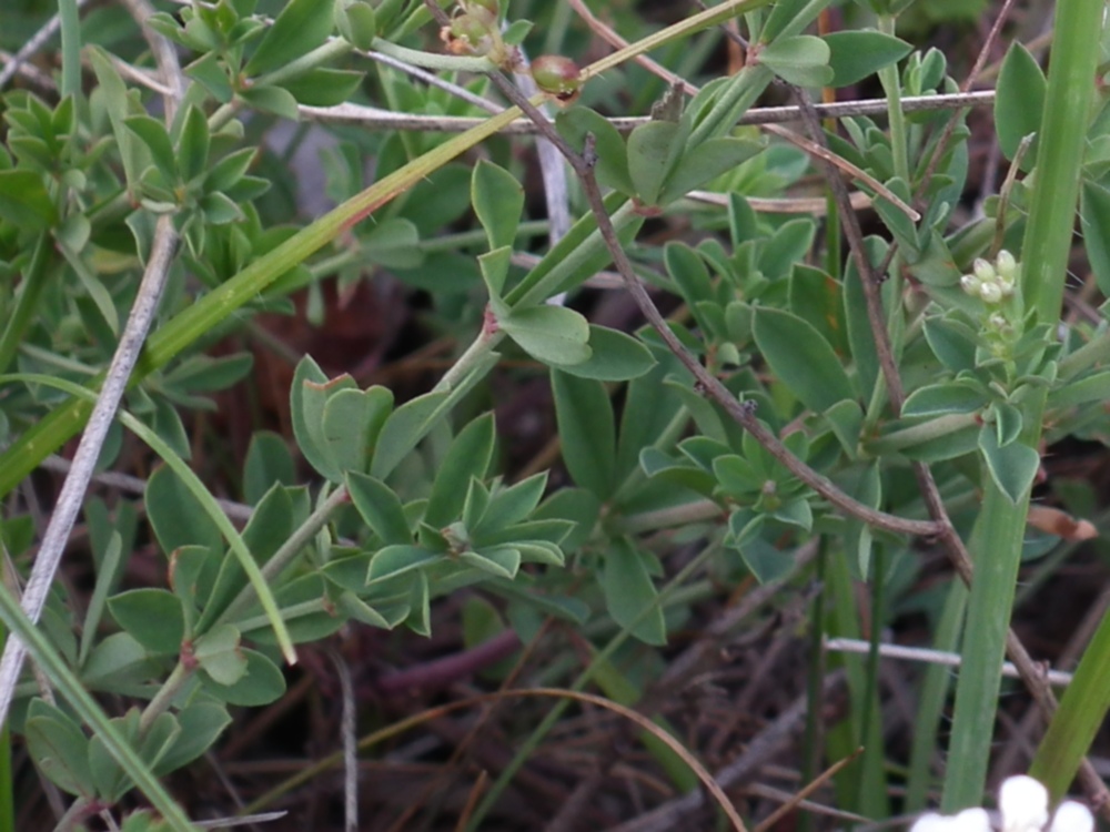 Dorycnium pentaphyllum (=Lotus dorycnium)